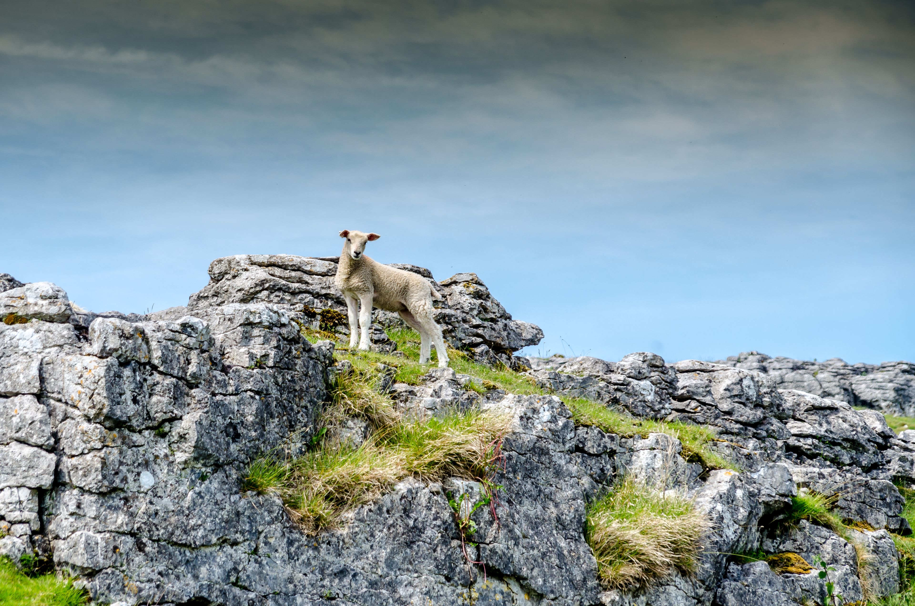 sheep on malham cove