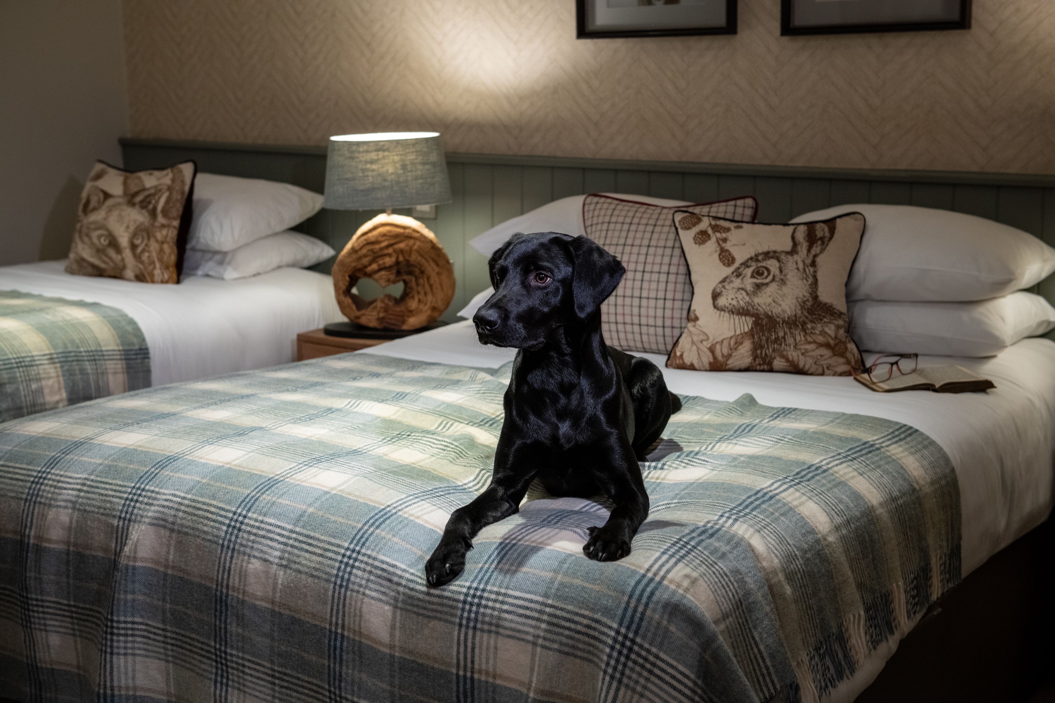 Dog on bed in family room