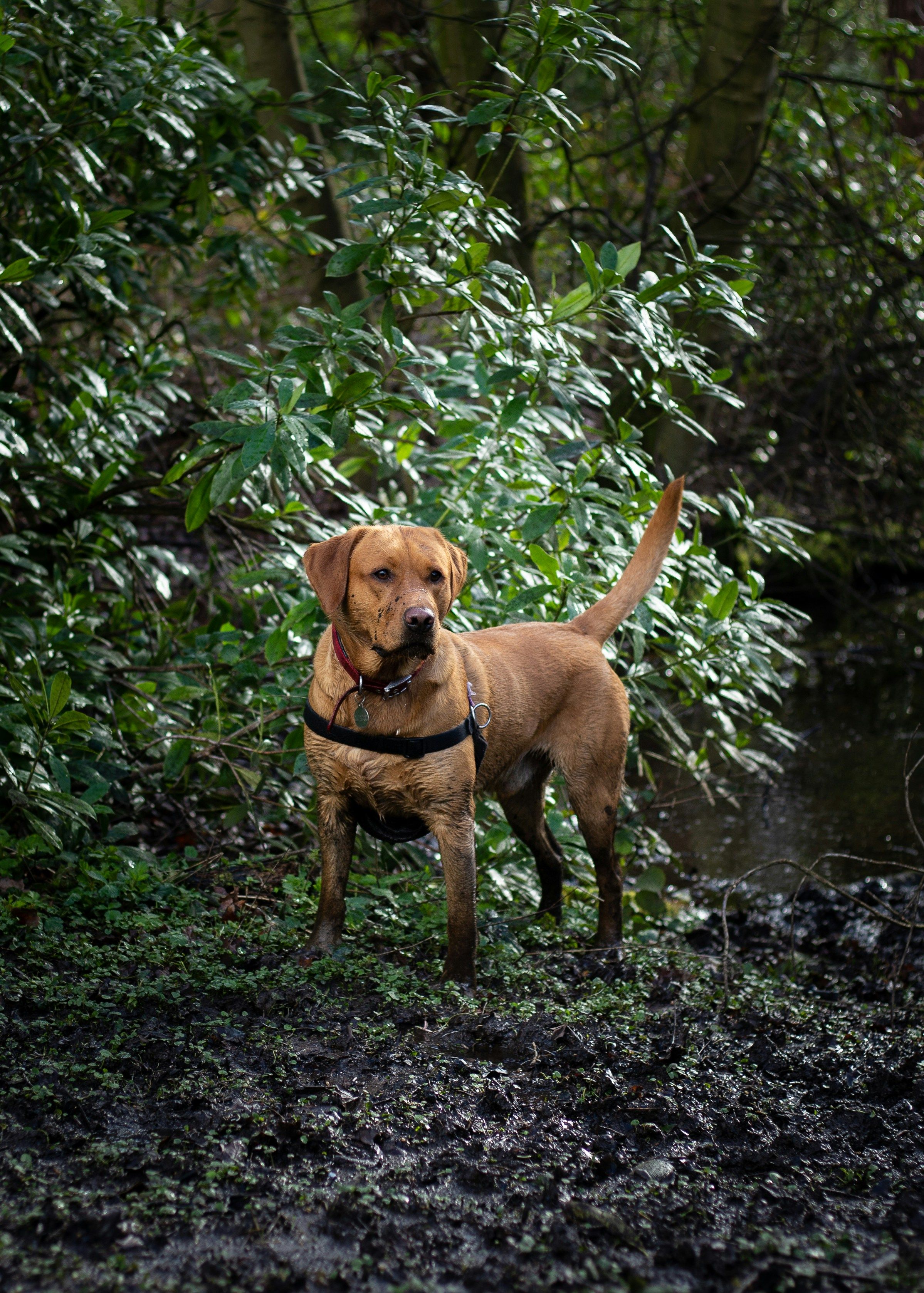 dog in woods