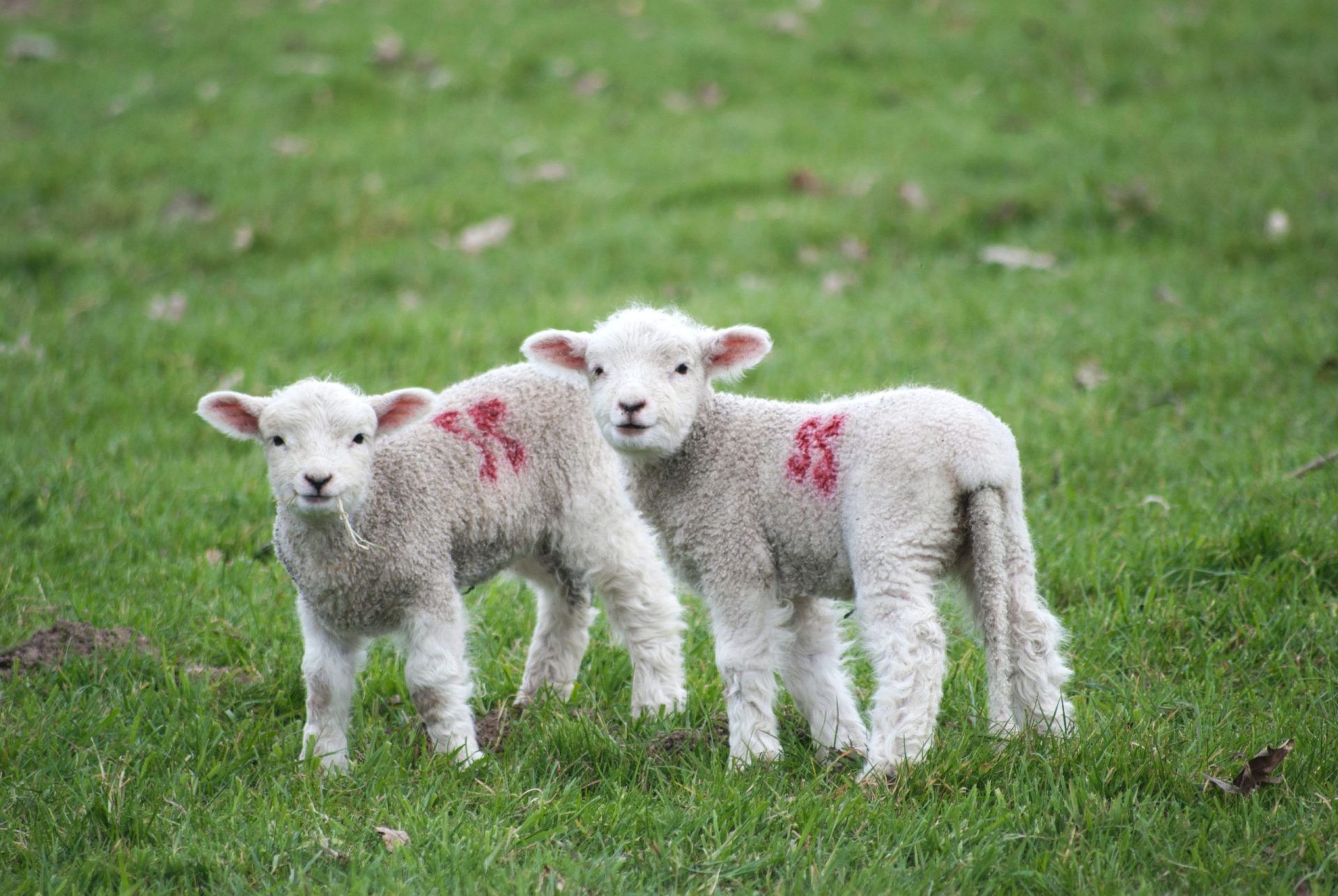 two sheep in a field